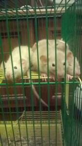 Отдам дамбо крысят - WP_20170103_22_32_01_Pro.jpg