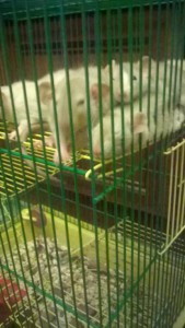 Отдам дамбо крысят - WP_20170103_22_32_20_Pro.jpg