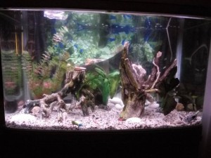 Аквариум ждет рыбок - IMG_20161024_061739.jpg