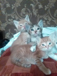 Отдам даром котят  - -6A6A27bmGA.jpg