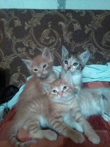 Отдам даром котят  - c2q129YWKAA.jpg