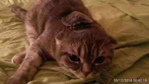 Отдам черепаху - IMG_20161230_004219.jpg