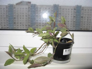 Отдам цветы. Отдано. Спасибо забравшим цветочки. - IMG_6103.JPG