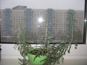 Отдам цветы. Отдано. Спасибо забравшим цветочки. - IMG_6104.JPG