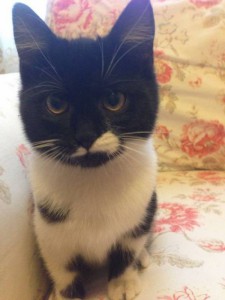 Москва и МО Котенок по имени Китлер ищет дом  - 1.jpeg