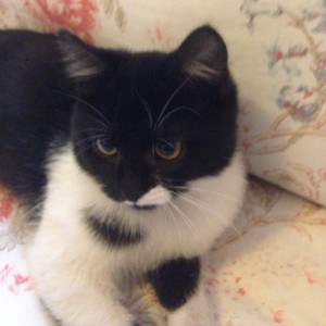 Москва и МО Котенок по имени Китлер ищет дом  - 3.jpeg