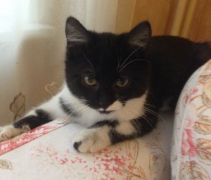 Москва и МО Котенок по имени Китлер ищет дом  - 4.jpeg