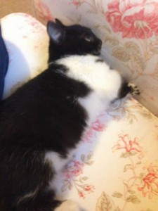 Москва и МО Котенок по имени Китлер ищет дом  - 5.jpeg