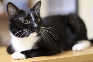 Москва и МО Кошечка Малиса безумной красоты  - 1.jpg