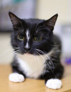 Москва и МО Кошечка Малиса безумной красоты  - 2.jpg