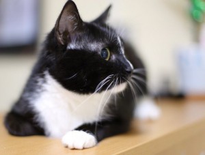 Москва и МО Кошечка Малиса безумной красоты  - 3.jpg