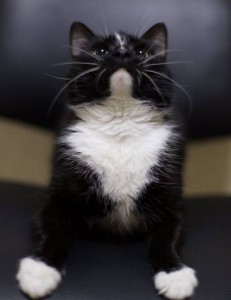 Москва и МО Кошечка Малиса безумной красоты  - 4.jpg