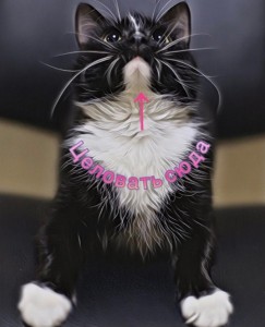 Москва и МО Кошечка Малиса безумной красоты  - 5.jpg