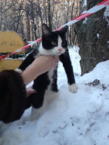 Срочно ищет хозяина кошечка 4 5 мес. Москва, м. Щелковская  - фото кошки.jpg