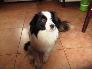 Москва и МО Отдам шикарного песика в лучшие ручки  - 1.JPG