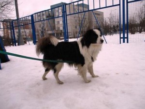 Москва и МО Отдам шикарного песика в лучшие ручки  - 2.JPG