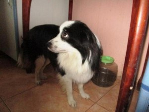 Москва и МО Отдам шикарного песика в лучшие ручки  - 3.JPG