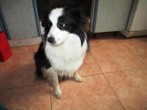 Москва и МО Отдам шикарного песика в лучшие ручки  - 4.JPG