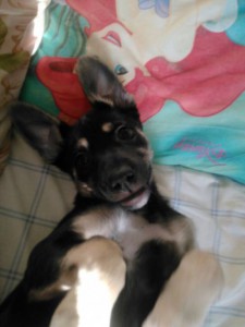 Отдам в добрые руки щенка 3-4 - гена4.jpg