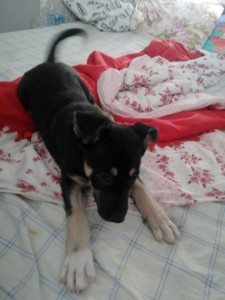 Отдам в добрые руки щенка 3-4 - гена2.jpg