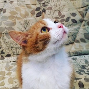 Москва и МО Кошечка по имени Стеша ищет дом - 3.JPG