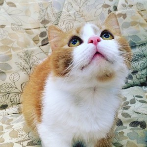 Москва и МО Кошечка по имени Стеша ищет дом - 4.JPG