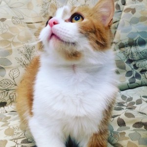 Москва и МО Кошечка по имени Стеша ищет дом - 5.JPG