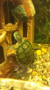 Красноухие черепахи - 20170128_125134.jpg