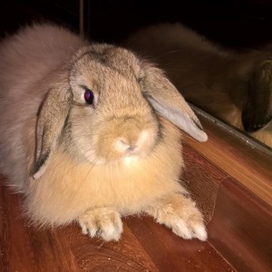 Отдам кролика декоративного в добрые руки - y4PapCUWmoY.jpg