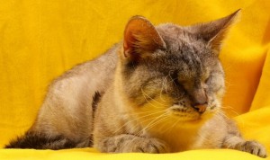 Москва и МО Особенная кошечка Несси  - 1.jpg