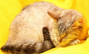 Москва и МО Особенная кошечка Несси  - 2.jpg