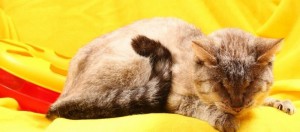 Москва и МО Особенная кошечка Несси  - 3.jpg