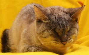 Москва и МО Особенная кошечка Несси  - 4.jpg