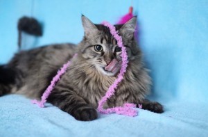 Москва и МО Котик Семен снова ищет дом  - 1.jpg