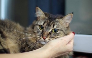 Москва и МО Котик Семен снова ищет дом  - 2.jpg