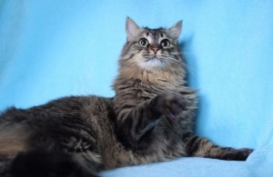 Москва и МО Котик Семен снова ищет дом  - 3.jpg