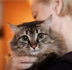 Москва и МО Котик Семен снова ищет дом  - 4.jpg