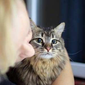 Москва и МО Котик Семен снова ищет дом  - 5.jpg