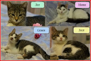 Москва и МО Четыре котенка ищут дом  - 1.jpg