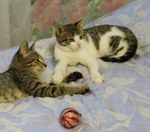 Москва и МО Четыре котенка ищут дом  - 2.JPG