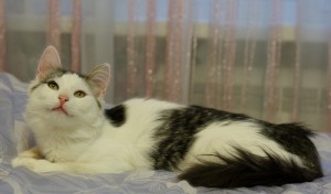 Москва и МО Четыре котенка ищут дом  - 3.JPG