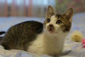 Москва и МО Четыре котенка ищут дом  - 4.JPG