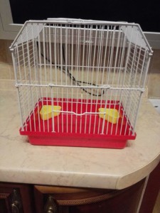 Отдам крыс мальчиков - 1486477003.jpg