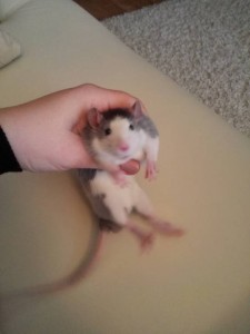 Отдам крыс мальчиков - IMG_20170206_130956.jpg