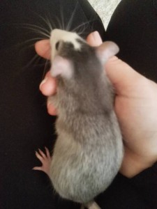 Отдам крыс мальчиков - IMG_20170206_130209.jpg