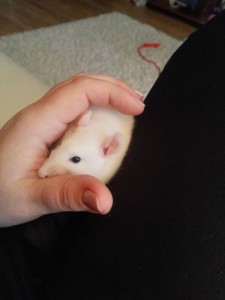 Отдам крыс мальчиков - IMG_20170206_131220.jpg