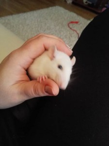 Отдам крыс мальчиков - IMG_20170206_131218.jpg