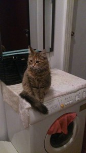 Отдается в добрые руки киса-мурчалка по имени Марта - hQ_k-QWEem4.jpg