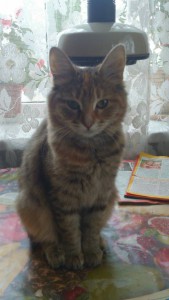 Отдается в добрые руки киса-мурчалка по имени Марта - jSjakbku33s.jpg