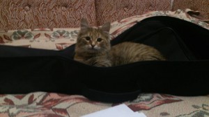 Отдается в добрые руки киса-мурчалка по имени Марта - LImuANglYkc.jpg